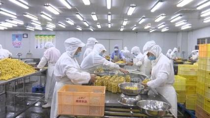 黃山桃源罐頭食品產(chǎn)銷兩旺 產(chǎn)業(yè)發(fā)展勢頭強(qiáng)勁