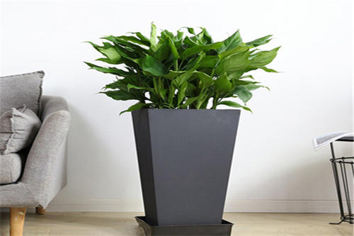植物租賃報(bào)價(jià)你知道多少