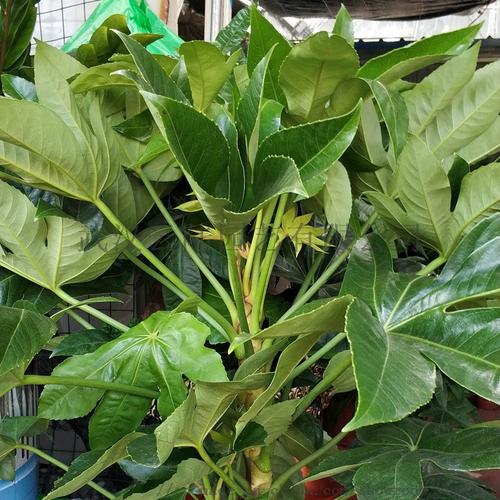 如何讓綠植租賃的性價(jià)比更高
