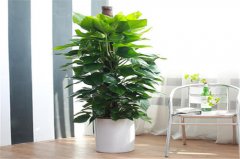 植物在辦公室環(huán)境下很難養(yǎng)的原因有哪些？