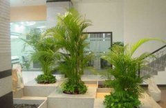 如何給從花卉市場(chǎng)購(gòu)買的綠植進(jìn)行裝飾擺放